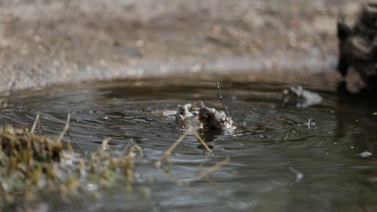 Frogs in a Puddle