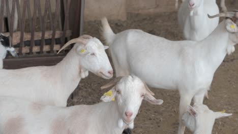 several white goats looking at camera