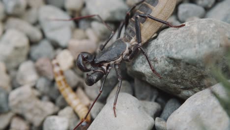 whip scorpions or vinegaroons on rocks spotted a worm crawling on the ground