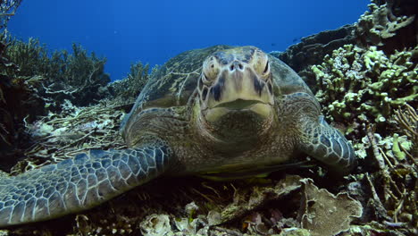 sea turtle lying on the reef in komodo