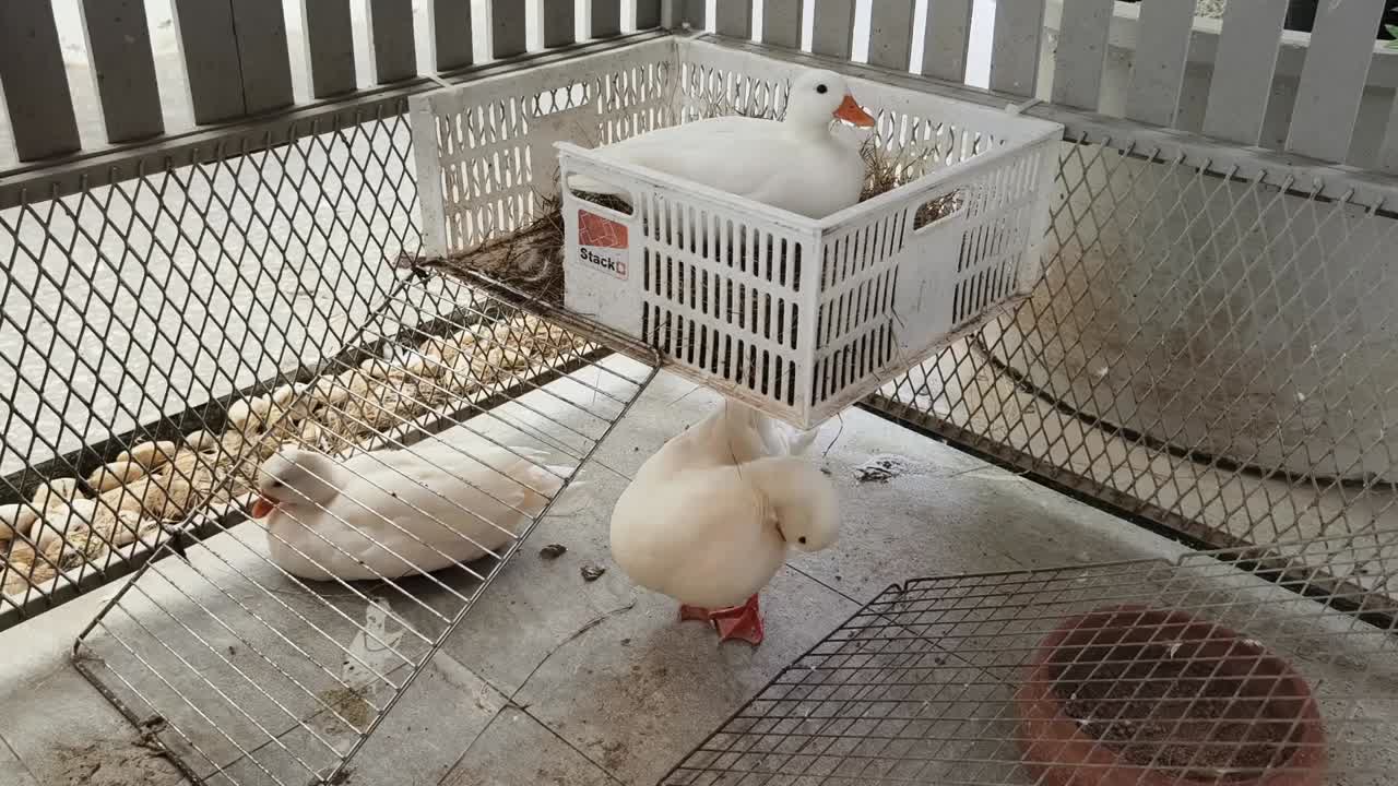 Patos brancos em um galinheiro