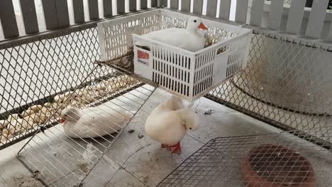 white ducks in a coop