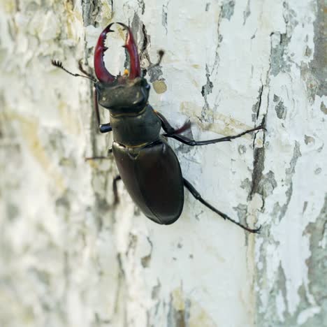 stag-beetle (male) sitting on a tree. rare, is in the red book