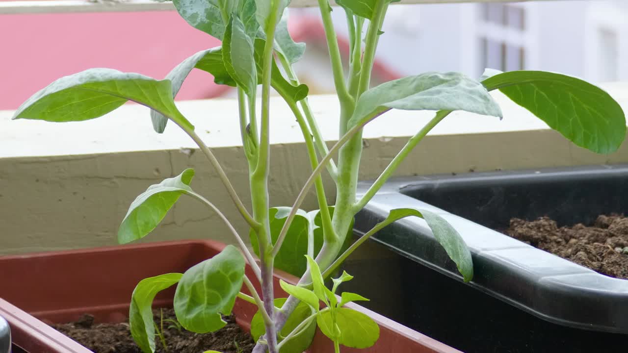 Coltivare Kai Lan (Broccoli Cinese) su un balcone