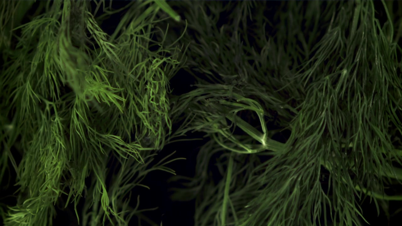 Close-up Rack Focus on Fresh Green Dill Herb