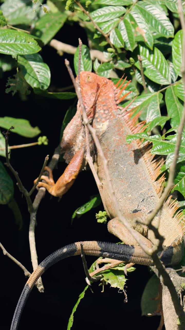 Grande iguana rossa appollaiata su un ramo d'albero in una foresta tropicale