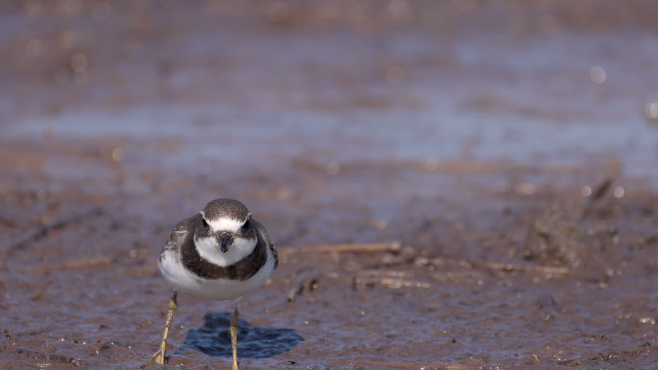 Jagt på semipalmeret præstekrave, en vadefugl, ved ferskvandssøens kant, i slowmotion.