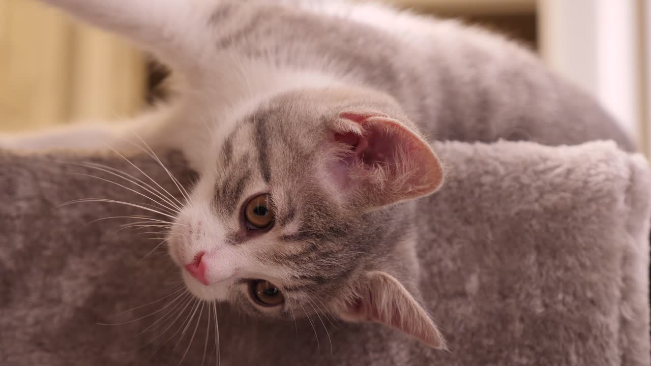 Adorabile gattino argentato sdraiato su un fianco