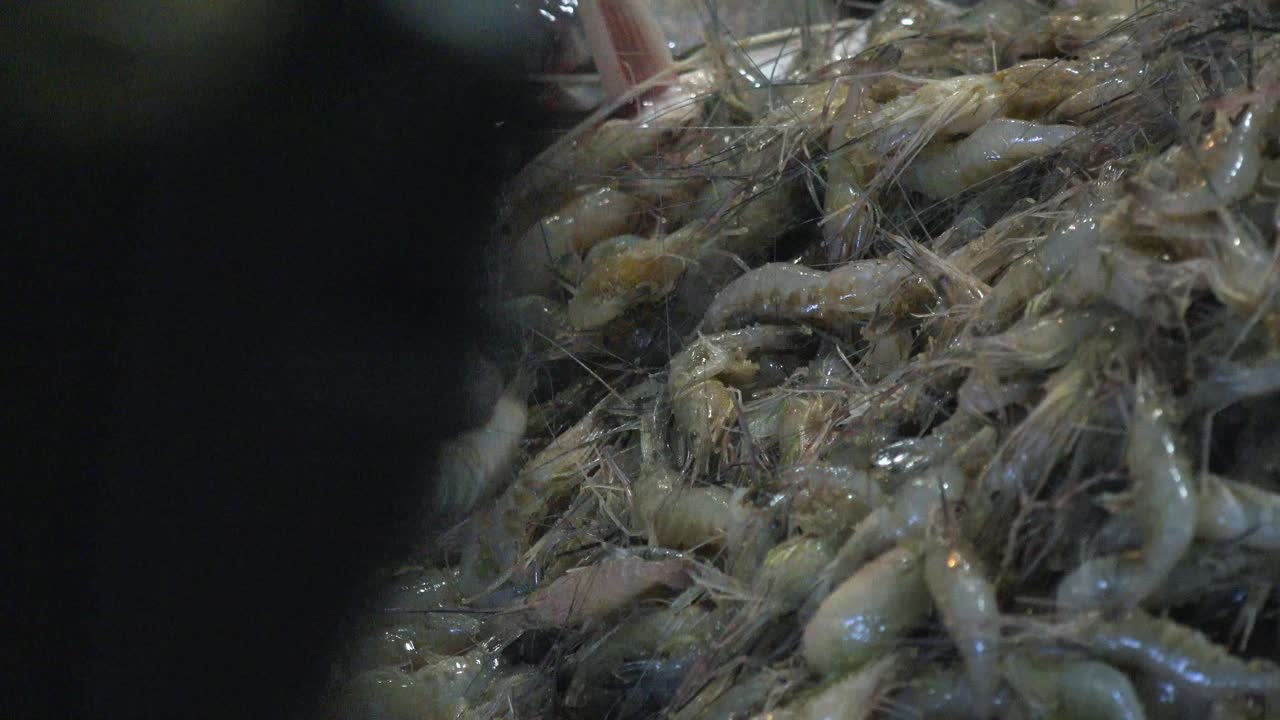 mano enguantada recogiendo camarones en el mercado