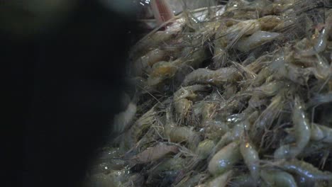 Gloved-Hand-Picking-Shrimp-at-the-Market