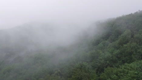 foggy rural environment, green lush woodland, countryside wilderness