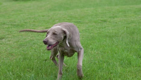 weimaraner gris sacudiendo la cabeza mientras camina largo campo de hierba verde cámara lenta