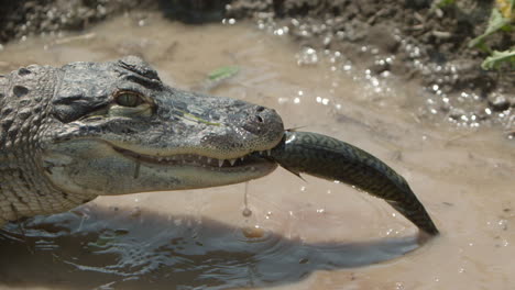 alligator eating a fish slow motion