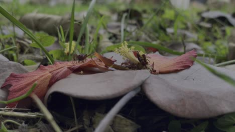 Timelapse---Las-Hormigas-Llevan-Pétalos-De-Flores-Secas