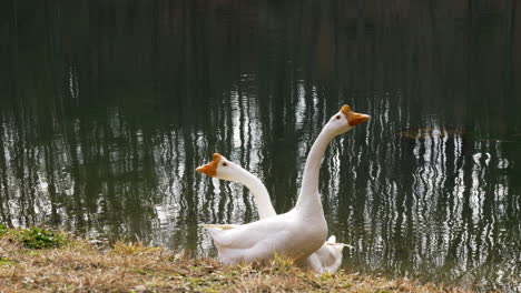 two geese in front of a lake in georgia