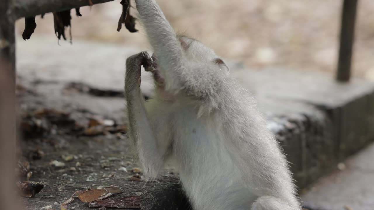 un joven mono gris encontró comida y comió, de mano