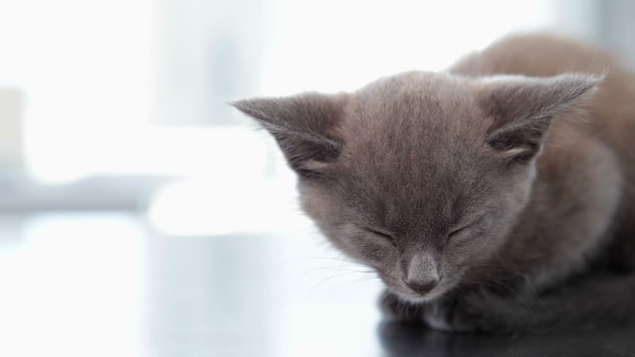 Piccolo gattino grigio seduto sul tavolo del veterinario