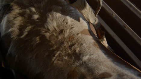 rank bull twitches as a rope is put around the animal before a bull riding rodeo in the country