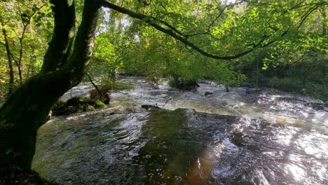 heavy rapid flowing flooded woodland river natural disaster cascading through lush forest foliage