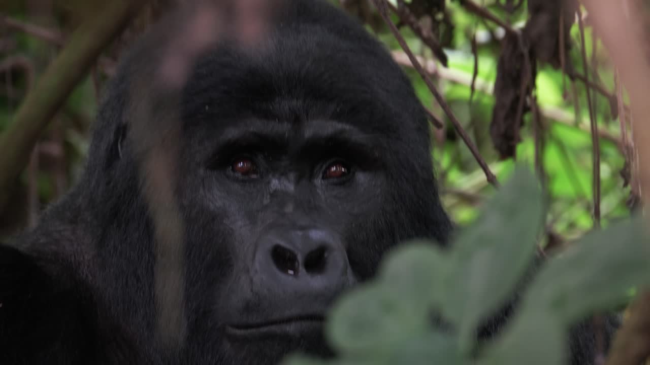 Gorilla di montagna maschio adulto che guarda la telecamera