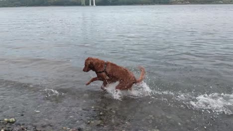 un joven perro juguetón saltando por el agua persiguiendo rocas lanzadas por su dueño, cámara lenta