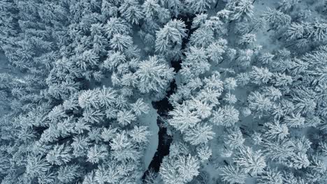 top-down drone light over a forest canopy covered in fresh snow reveals a frozen river near mount hood, oregon