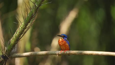 El-Pájaro-Martín-Pescador-De-Orejas-Azules-Se-Posa-Tranquilamente-En-Una-Rama-Junto-A-Las-Espinas-De-Una-Fruta