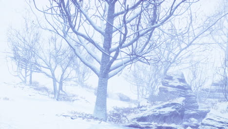 bosque caducifolios de invierno en una mañana brumosa