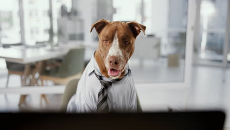 dog dressed in business attire in an office