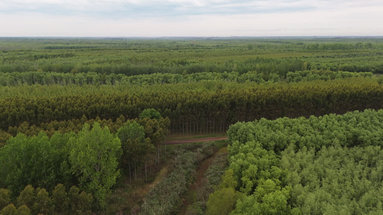 Aerial of commercial eucalyptus plantations in Paraná Delta, Argentina