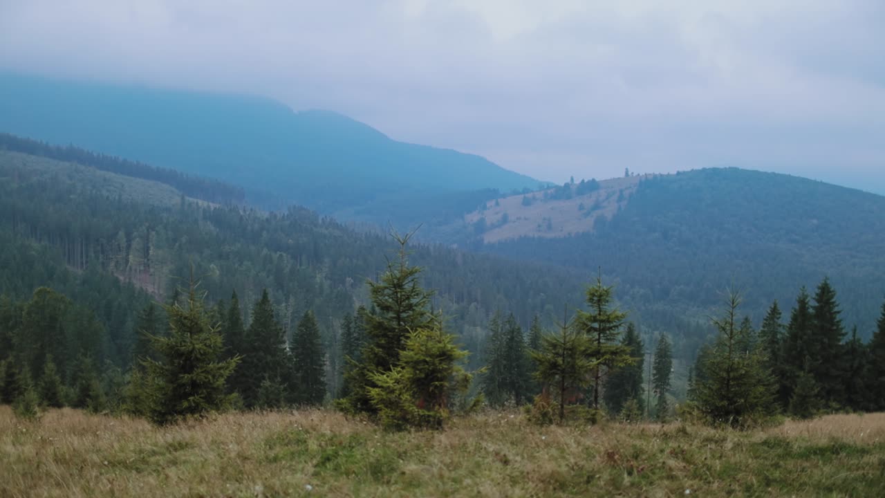 Beautiful mountain landscape. Blurred mountains are covered with green forests. Small coniferous trees on the hill.