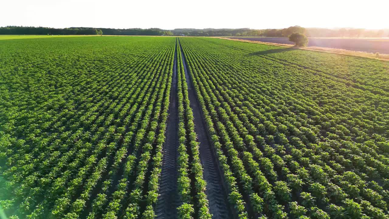 Potato Field in the Summer