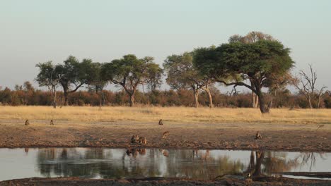 wide angle clip of early morning baboon troop antics reflected in water on open pan, khwai botswana