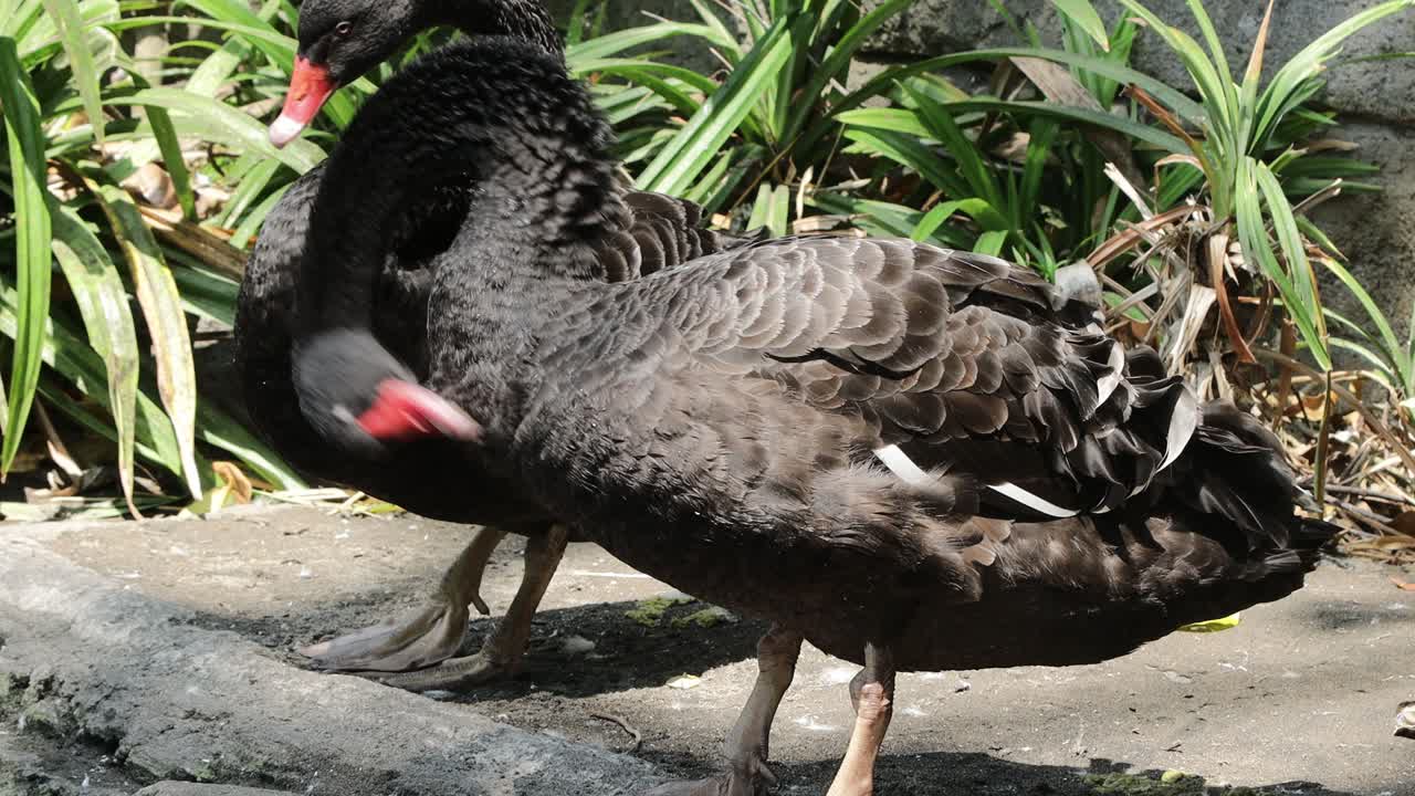 Black Swans Preening