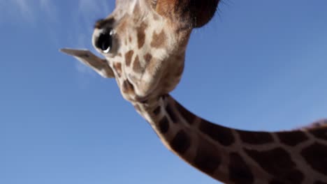 interacción de girafa de primer plano con lente de gran ángulo slomo