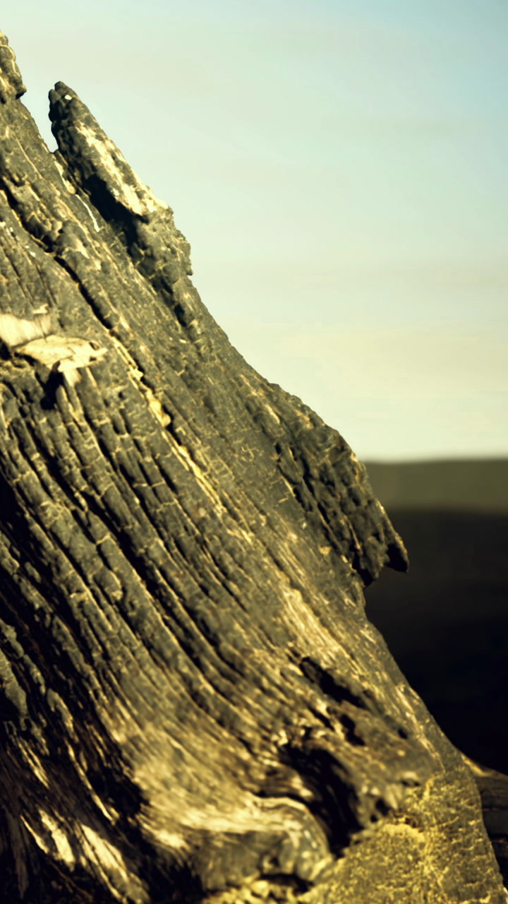 Charred wood stands tall under a golden sky revealing natures resilience