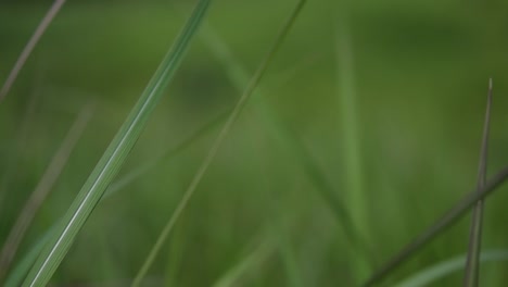 Una-Hierba-Perenne-Originaria-De-Asia-Tropical-Y-Subtropical-Y-También-Introducida-En-Varios-Países