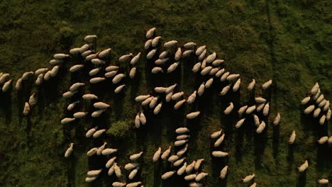 summer evening aerial top down view of hundreds of white sheep grazing on a meadow