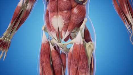 detailed anatomical visualization of human muscular and skeletal structure highlighting muscles, joints, and tendons in a dynamic 3d representation