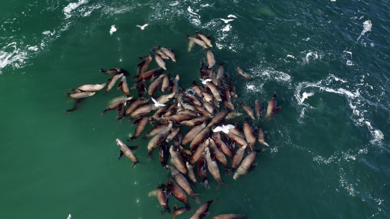 primer plano del frenesí de alimentación de leones marinos durante el desove del arenque