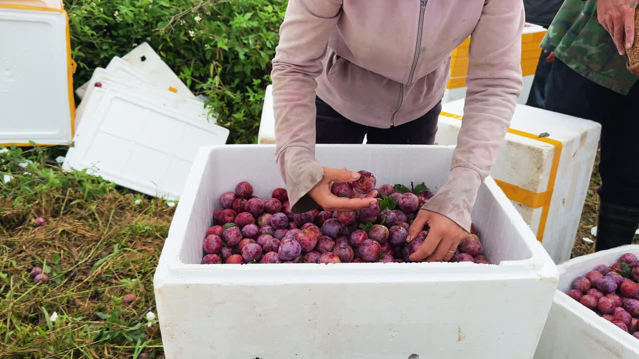 A close-up of an agricultural worker's hands proudly displaying a cluster of freshly harvested ripe red plums at the Nhà Vườn Sĩ Thuý orchard in Mộc Châu, Vietnam, Asia