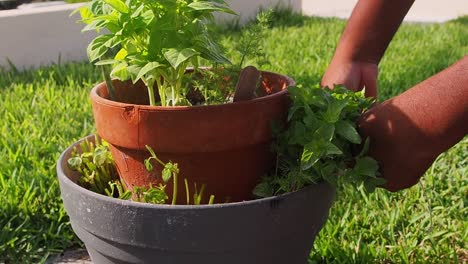 pruning fresh mint out of the pot