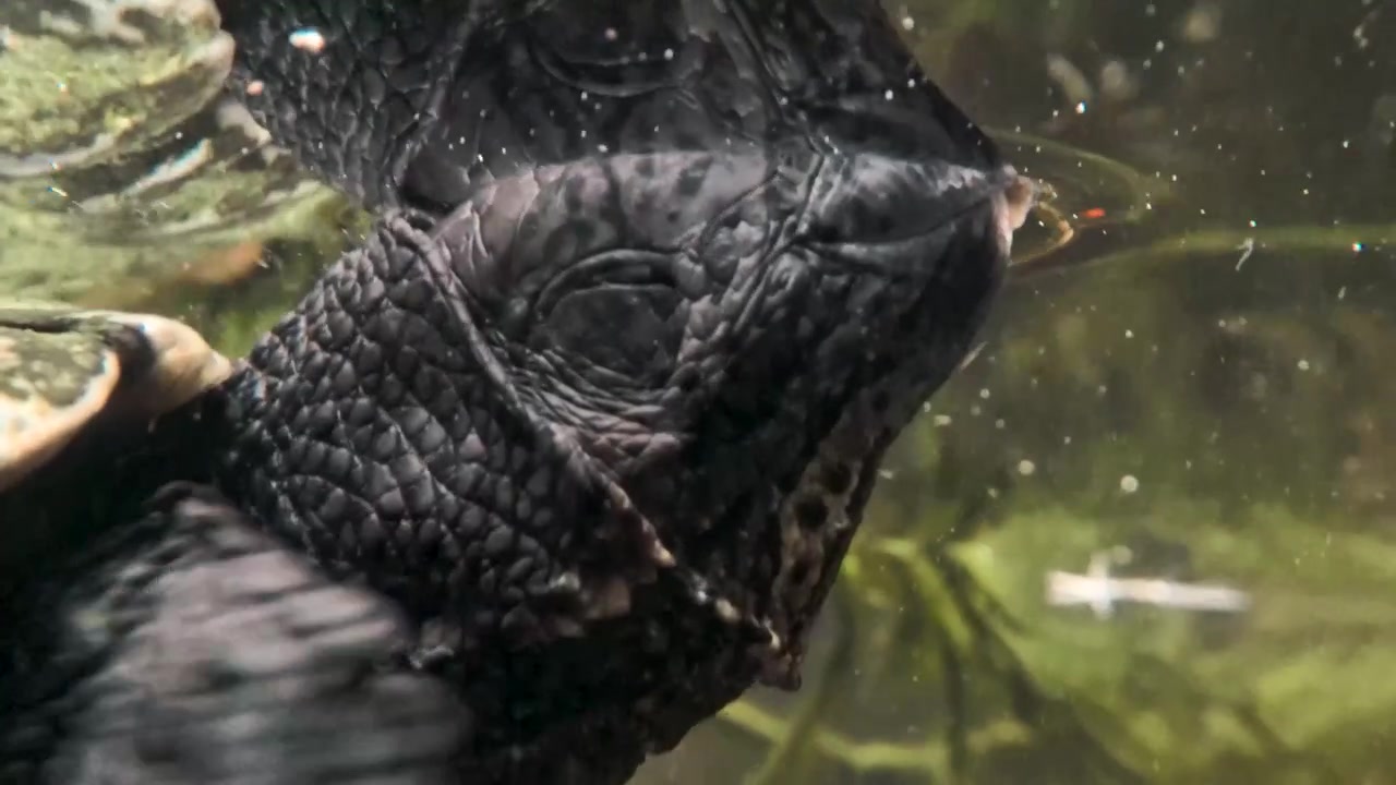 Turtle Rising to Surface and Sticking Head Above Water, Close Up