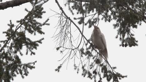 An-Albino-Raven-Walks-On-The-Thin-Branch-Of-The-Tree-Under-The-Dramatic-Sky-Near-Vancouver-Island-In-Canada---Medium-Shot