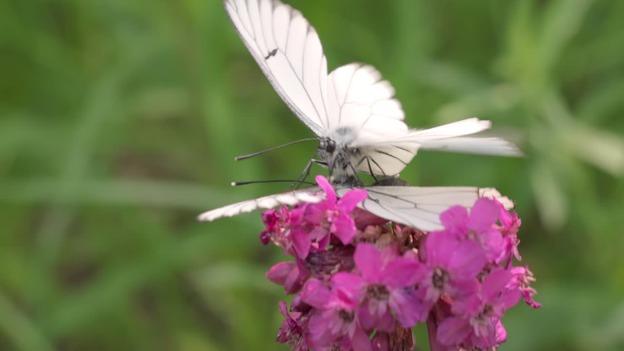 White Butterfly on Pink Flowers