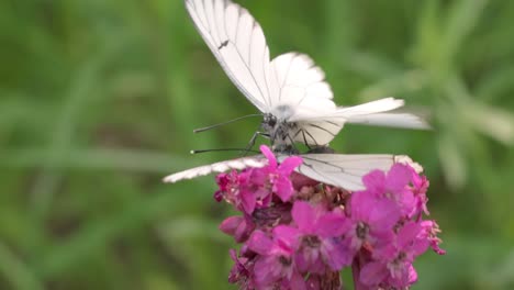 white butterfly on pink flowers