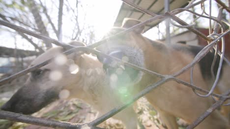 Slow-motion-footage-of-two-dogs-poking-their-noses-through-a-fence-sniffing-at-the-camera-lens