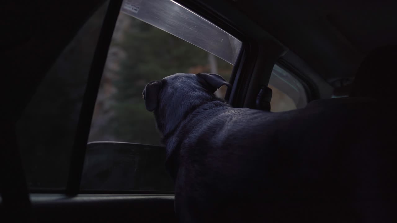 검은색 실험실 개가 지나가는 풍경을 즐기기 위해 차 창문 밖으로 머리를 니다.