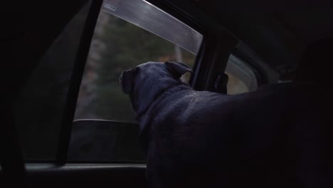 black lab dog pokes head out car window to enjoy passing scenery