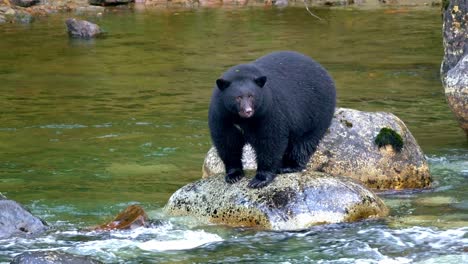 huge amazing bear standing still, trying to catch a fish